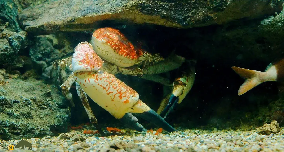 شاه‌خرچنگ تاسمانی