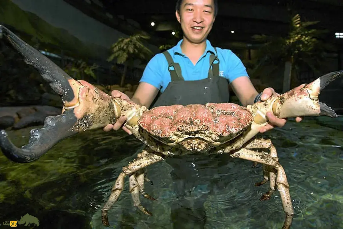 شاه‌خرچنگ تاسمانی