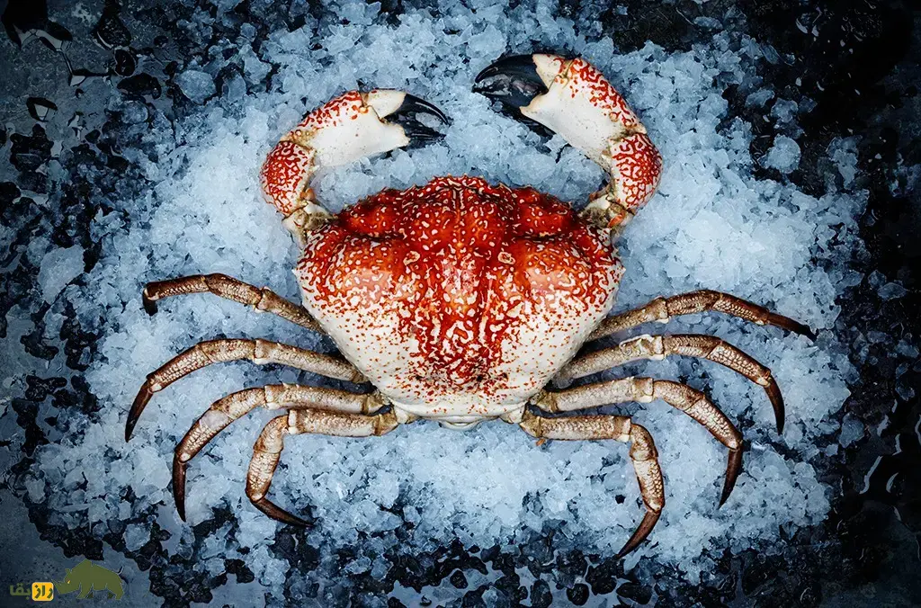 شاه‌خرچنگ تاسمانی