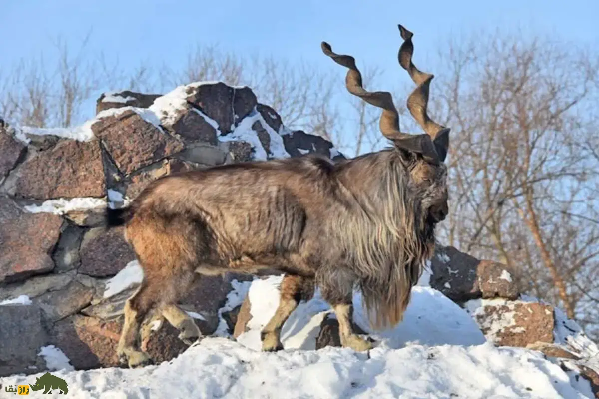 مارخور کوههای سلیمان: راز زندگی بزهای نادر و شاخهای مارپیچی در بلوچستان که شکارچیان را به خود جذب کردهاند مارخور کوههای سلیمان: راز زندگی بزهای نادر و شاخهای مارپیچی در بلوچستان که شکارچیان را به خود جذب کردهاند