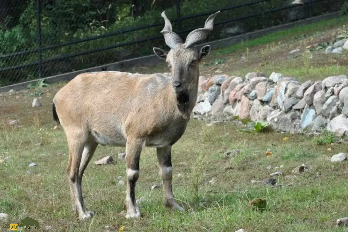 مارخور کوههای سلیمان: راز زندگی بزهای نادر و شاخهای مارپیچی در بلوچستان که شکارچیان را به خود جذب کردهاند مارخور کوههای سلیمان: راز زندگی بزهای نادر و شاخهای مارپیچی در بلوچستان که شکارچیان را به خود جذب کردهاند