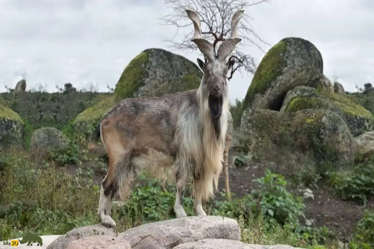 مارخور کوههای سلیمان: راز زندگی بزهای نادر و شاخهای مارپیچی در بلوچستان که شکارچیان را به خود جذب کردهاند مارخور کوههای سلیمان: راز زندگی بزهای نادر و شاخهای مارپیچی در بلوچستان که شکارچیان را به خود جذب کردهاند