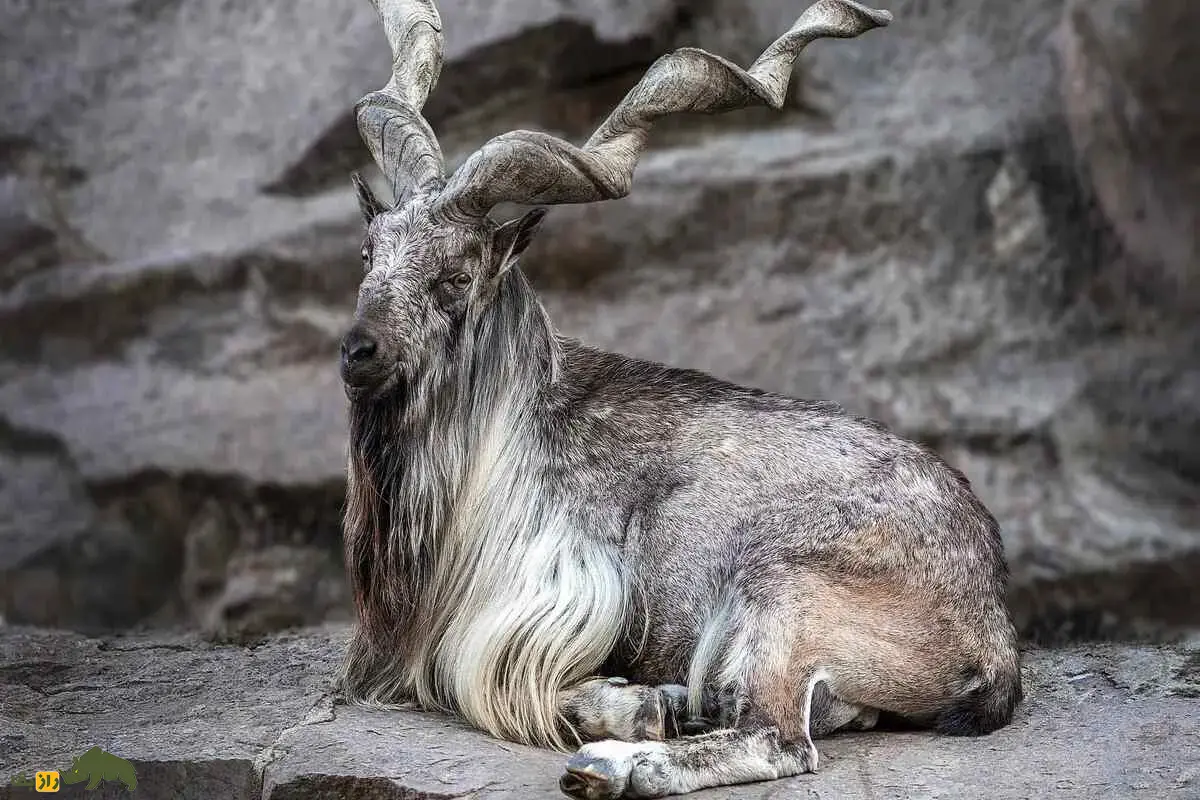 مارخور کوههای سلیمان: راز زندگی بزهای نادر و شاخهای مارپیچی در بلوچستان که شکارچیان را به خود جذب کردهاند مارخور کوههای سلیمان: راز زندگی بزهای نادر و شاخهای مارپیچی در بلوچستان که شکارچیان را به خود جذب کردهاند