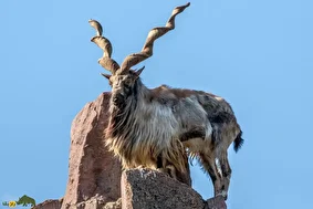 مارخور کوههای سلیمان؛ بز کوهی بسیار نادر با شاخهای مارپیچی در بلوچستان که شکارچیان برای شکار آن چند میلیارد خرج میکنند