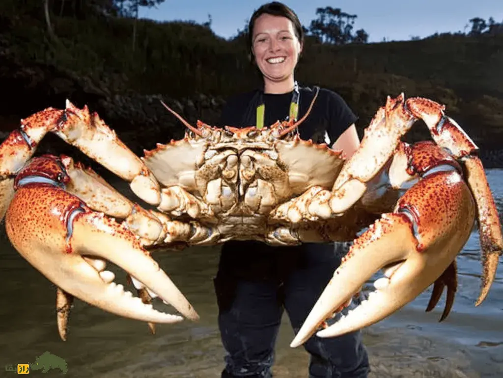 شاه‌خرچنگ تاسمانی