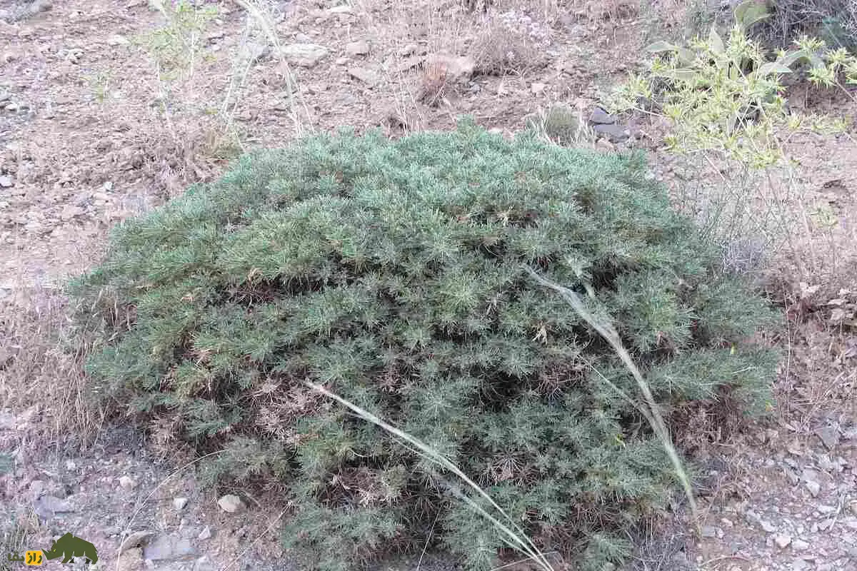 کتیرا چیست و چه کاربردی دارد؟ خواص شگفتانگیز کتیرا برای پوست، مو و بدن در طب سنتی و صنایع دارویی و آرایشی؛ آشنایی با صمغ طبیعی و پرخاصیت گون کتیرا چیست و چه کاربردی دارد؟ خواص شگفتانگیز کتیرا برای پوست، مو و بدن در طب سنتی و صنایع دارویی و آرایشی؛ آشنایی با صمغ طبیعی و پرخاصیت گون