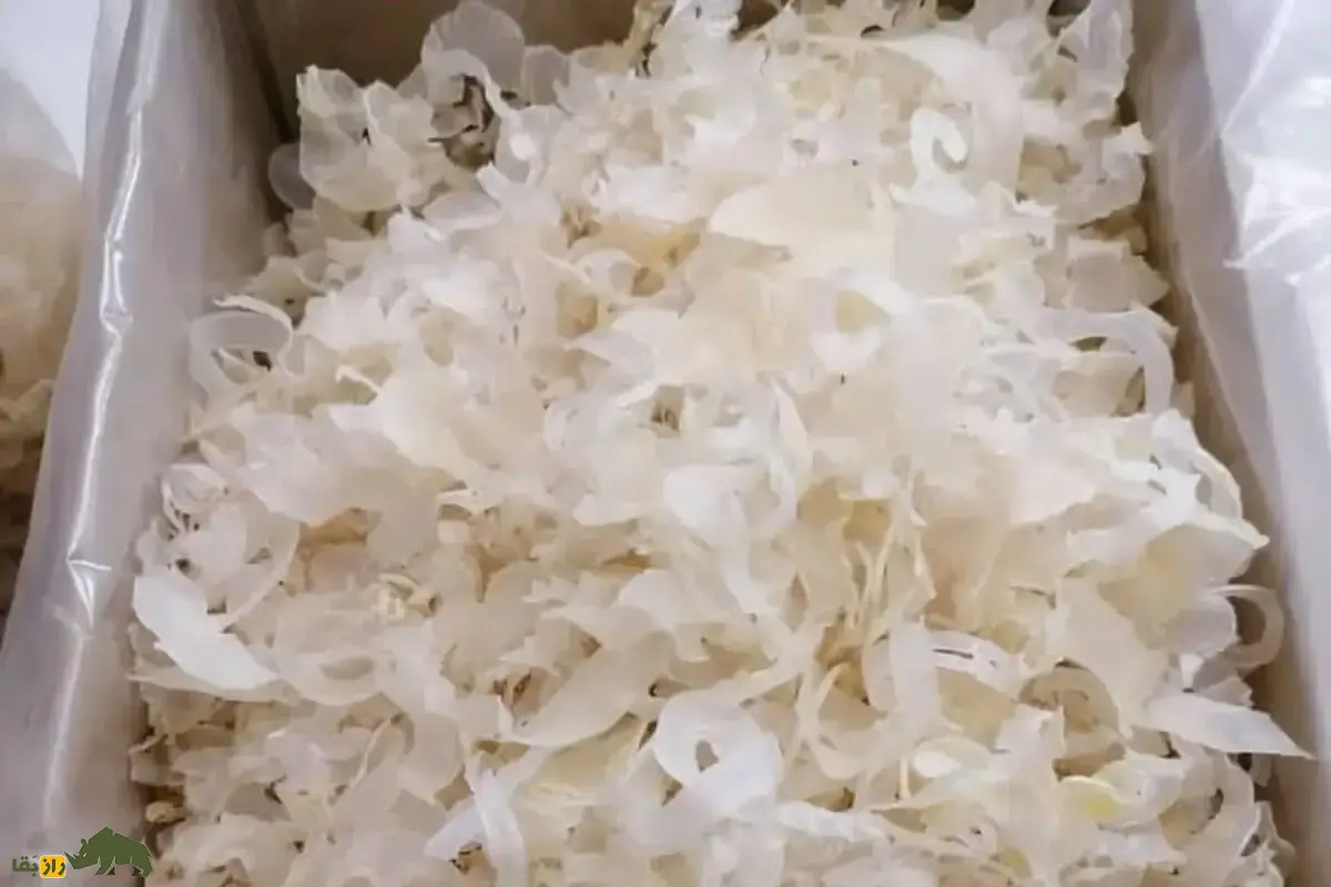 کتیرا چیست و چه کاربردی دارد؟ خواص شگفتانگیز کتیرا برای پوست، مو و بدن در طب سنتی و صنایع دارویی و آرایشی؛ آشنایی با صمغ طبیعی و پرخاصیت گون کتیرا چیست و چه کاربردی دارد؟ خواص شگفتانگیز کتیرا برای پوست، مو و بدن در طب سنتی و صنایع دارویی و آرایشی؛ آشنایی با صمغ طبیعی و پرخاصیت گون