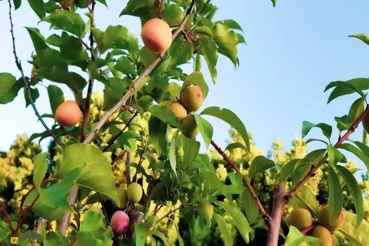 درخت سالاد میوه: چگونه با پیوند مرکبات مختلف روی یک تنه پرتقال، لیمو، نارنگی و کومکوات را همزمان داشته باشیم درخت سالاد میوه: چگونه با پیوند مرکبات مختلف روی یک تنه پرتقال، لیمو، نارنگی و کومکوات را همزمان داشته باشیم