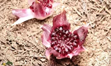 ارکیده زیرزمینی؛ گل کمیاب معروف به «فسیل زنده» که نیازی به نور خورشید ندارد و زیرزمین شکوفه می‌دهد