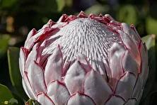 گل شکرپاره؛ پادشاه گل‌های جهان که هر گل آن از ۱۰۰ گل کوچک تشکیل شده و با آتش‌سوزی دوباره متولد می‌شود