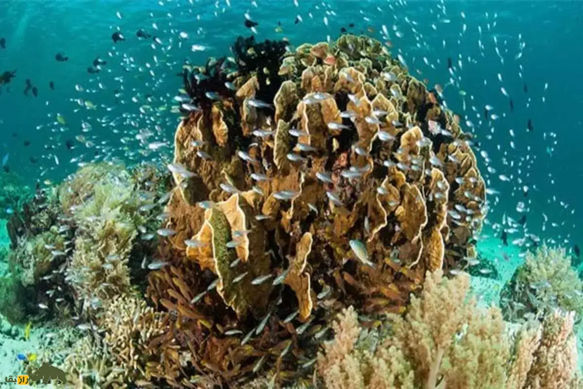 مثلث مرجانی؛ آمازون پنهان در دل دریا که در برابر تغییرات اقلیمی مقاومت میکند مثلث مرجانی؛ آمازون پنهان در دل دریا که در برابر تغییرات اقلیمی مقاومت میکند