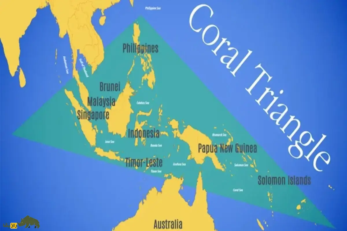 مثلث مرجانی؛ آمازون پنهان در دل دریا که در برابر تغییرات اقلیمی مقاومت میکند مثلث مرجانی؛ آمازون پنهان در دل دریا که در برابر تغییرات اقلیمی مقاومت میکند