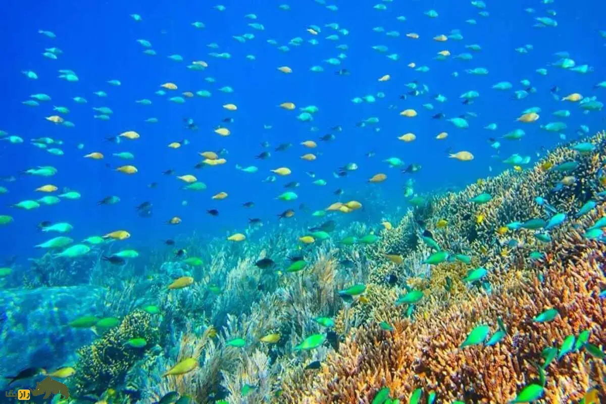 مثلث مرجانی؛ آمازون پنهان در دل دریا که در برابر تغییرات اقلیمی مقاومت میکند مثلث مرجانی؛ آمازون پنهان در دل دریا که در برابر تغییرات اقلیمی مقاومت میکند