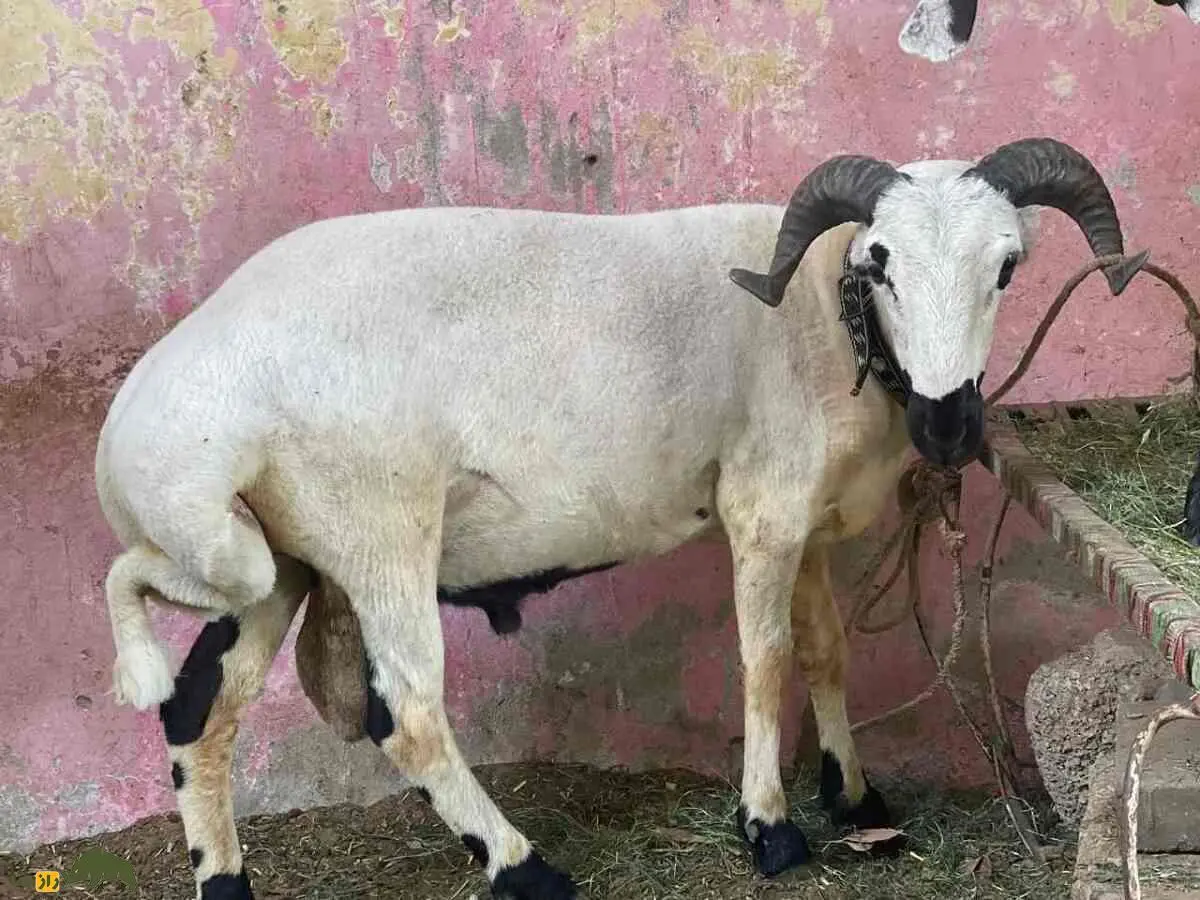 بهترین نژادهای گوسفند برای ایران و ترکیبهای سودمند برای گوشت، شیر و مقاومت بالا بهترین نژادهای گوسفند برای ایران و ترکیبهای سودمند برای گوشت، شیر و مقاومت بالا