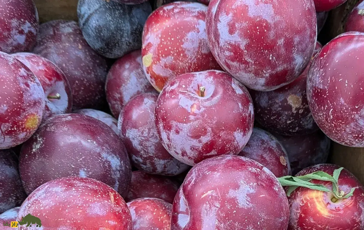 آلو ژاپنی یا آلوچینی؛ میوه باستانی چین و نماد محافظت در برابر ارواح شرور که تا بیش از ۱۰۰ سال عمر میکند آلو ژاپنی یا آلوچینی؛ میوه باستانی چین و نماد محافظت در برابر ارواح شرور که تا بیش از ۱۰۰ سال عمر میکند