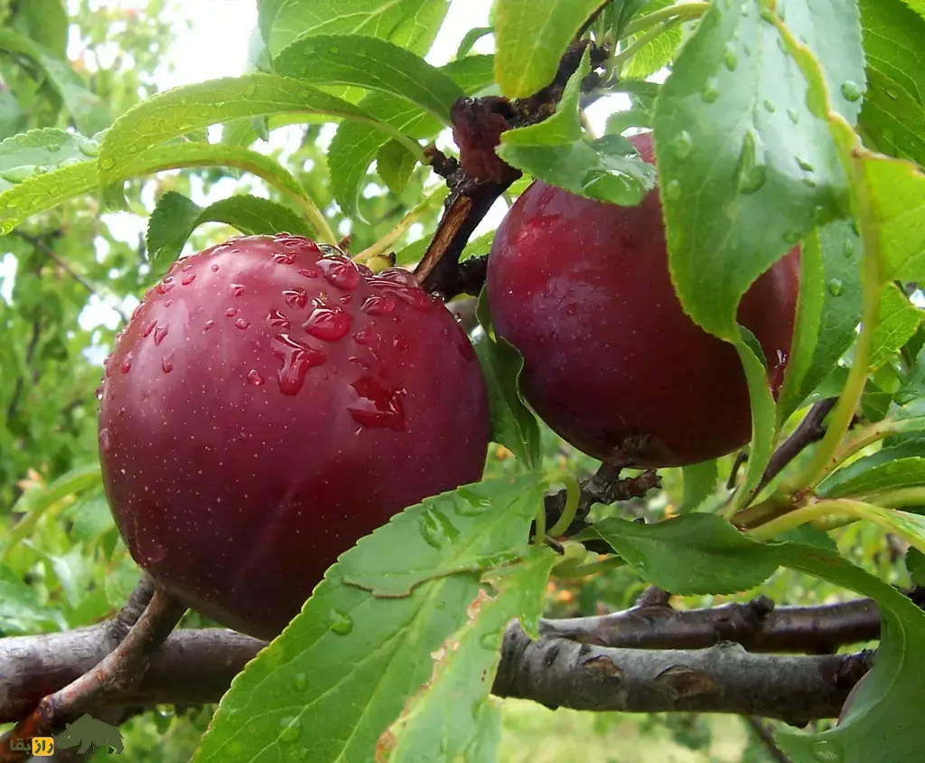 آلو ژاپنی یا آلوچینی؛ میوه باستانی چین و نماد محافظت در برابر ارواح شرور که تا بیش از ۱۰۰ سال عمر میکند آلو ژاپنی یا آلوچینی