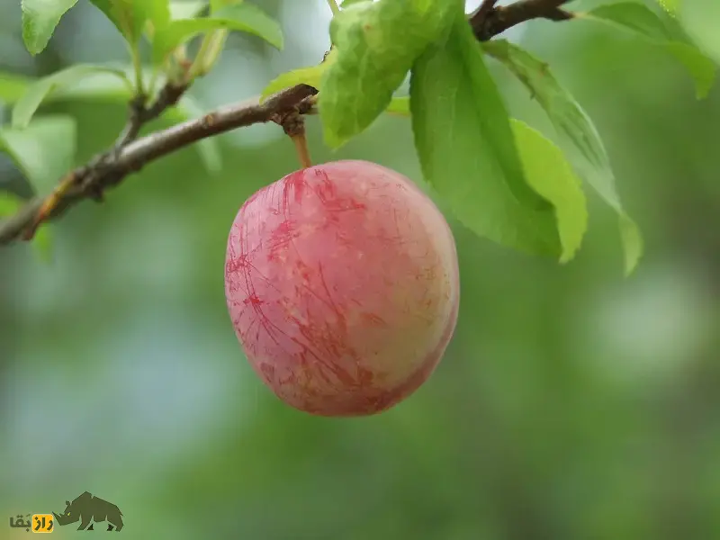 آلو ژاپنی یا آلوچینی؛ میوه باستانی چین و نماد محافظت در برابر ارواح شرور که تا بیش از ۱۰۰ سال عمر میکند آلو ژاپنی یا آلوچینی