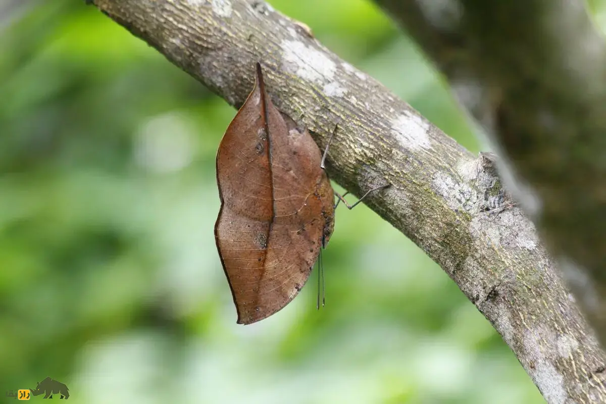 بلوطبرگی نارنجی؛ پروانهای با بالهایی شبیه برگ خشک که استاد فرار از شکارچیان است بلوطبرگی نارنجی؛ پروانهای با بالهایی شبیه برگ خشک که استاد فرار از شکارچیان است