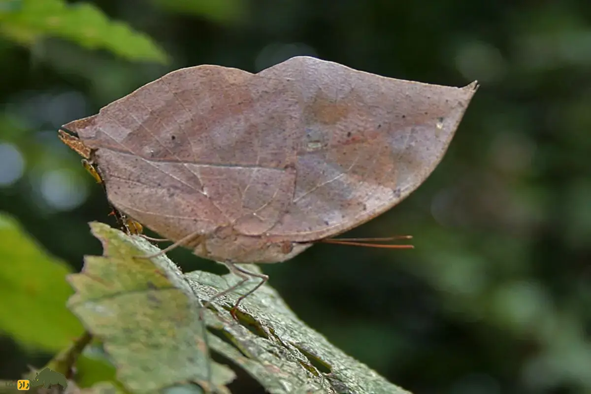 بلوطبرگی نارنجی؛ پروانهای با بالهایی شبیه برگ خشک که استاد فرار از شکارچیان است بلوطبرگی نارنجی؛ پروانهای با بالهایی شبیه برگ خشک که استاد فرار از شکارچیان است
