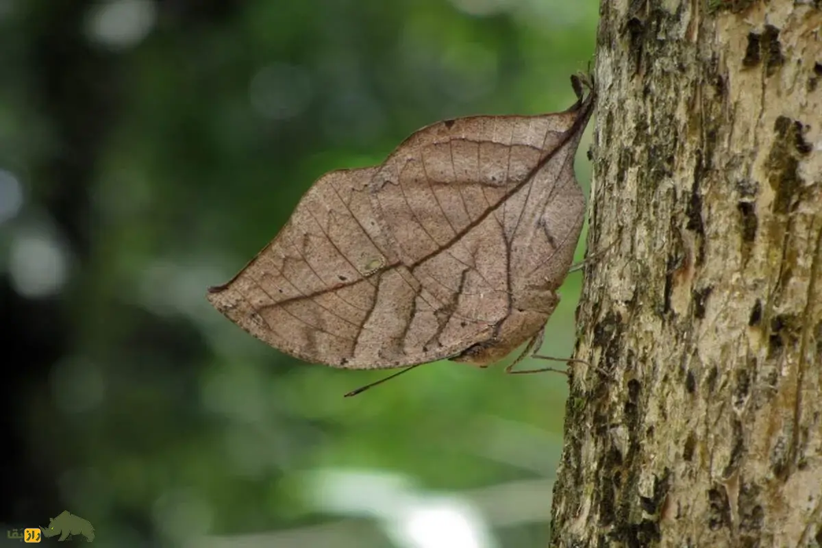 بلوطبرگی نارنجی؛ پروانهای با بالهایی شبیه برگ خشک که استاد فرار از شکارچیان است بلوطبرگی نارنجی؛ پروانهای با بالهایی شبیه برگ خشک که استاد فرار از شکارچیان است