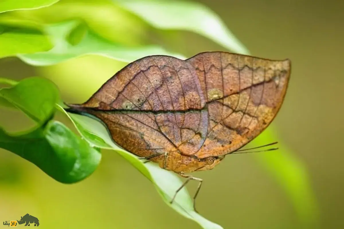 بلوطبرگی نارنجی؛ پروانهای با بالهایی شبیه برگ خشک که استاد فرار از شکارچیان است بلوطبرگی نارنجی؛ پروانهای با بالهایی شبیه برگ خشک که استاد فرار از شکارچیان است
