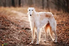 بورزوی؛ سگ اشرافزادگان روسیه و معروف به «شکارچی گرگ» که یکی از سریعترین سگهای دنیاست و با اسب مسابقه میدهد