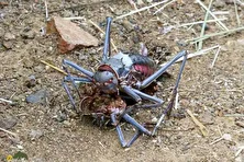 جیرجیرک زرهی؛ جیرجیرکی ترسناک و همنوعخوار با خون تلخ که با خون خودش با مهاجمان مبارزه میکند!