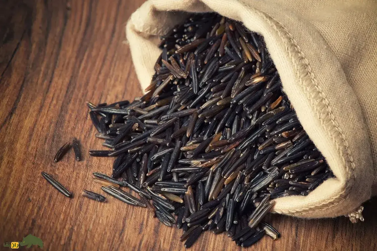 برنج وحشی؛ برنج باستانی و معروف به «دانه آوازخوان» با طعم آجیل که در زیر یخ جوانه میزند و غذای انسانهای اولیه بود