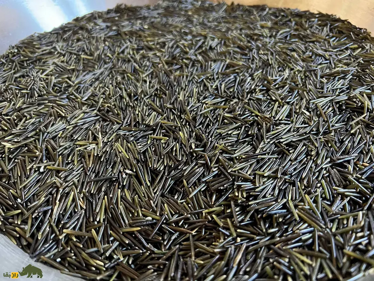 برنج وحشی؛ برنج باستانی و معروف به «دانه آوازخوان» که در زیر یخ جوانه میزند و رنگ قهوهای تیره تا سیاه دارد برنج وحشی