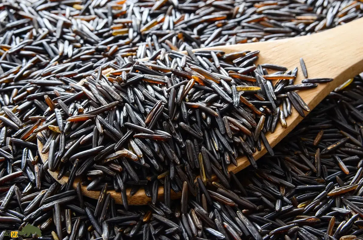 برنج وحشی؛ برنج باستانی و معروف به «دانه آوازخوان» که در زیر یخ جوانه میزند و رنگ قهوهای تیره تا سیاه دارد برنج وحشی