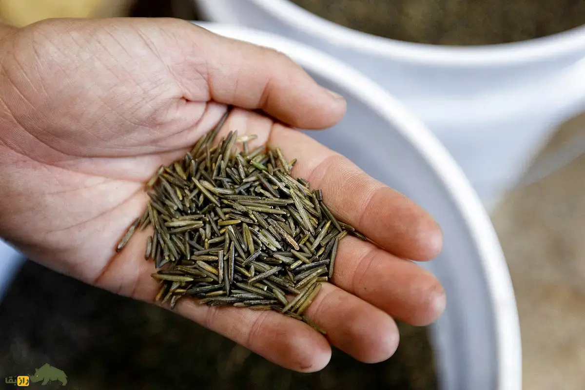 برنج وحشی؛ برنج باستانی و معروف به «دانه آوازخوان» که در زیر یخ جوانه میزند و رنگ قهوهای تیره تا سیاه دارد برنج وحشی