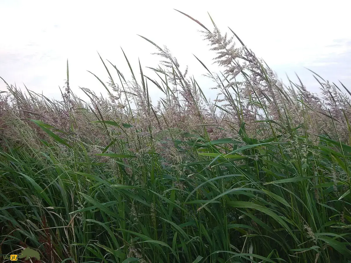 برنج وحشی؛ برنج باستانی و معروف به «دانه آوازخوان» که در زیر یخ جوانه میزند و رنگ قهوهای تیره تا سیاه دارد برنج وحشی