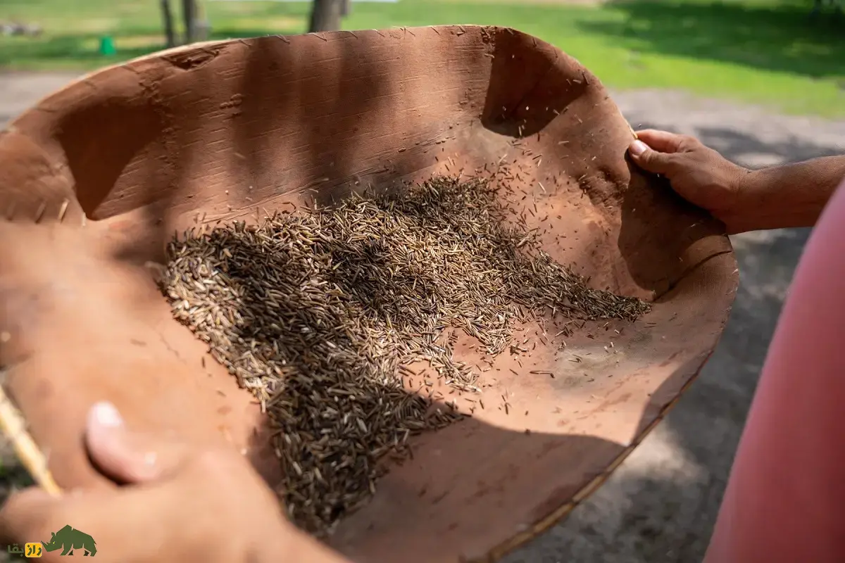 برنج وحشی؛ برنج باستانی و معروف به «دانه آوازخوان» که در زیر یخ جوانه میزند و رنگ قهوهای تیره تا سیاه دارد برنج وحشی