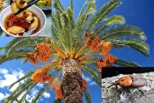 سوسک حنایی خرما؛ آفت کشنده نخلهای ایران که در آفریقا یک غذای خوشمزه و منبع پروتئین است