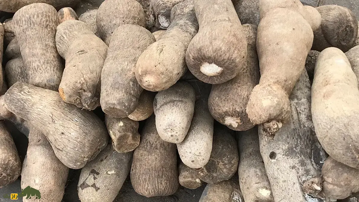 سیبزمینی هندی؛ سیبزمینی محبوب فقیران آفریقا با دوام بسیار بالا معروف به «پای فیل» که وزن آن تا ۱۸۰ کیلوگرم رشد میکند سیبزمینی هندی
