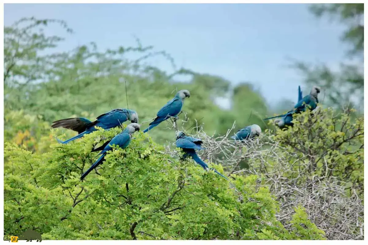 مکائوی اسپیکس؛ داستان بازگشت از انقراض و تلاش‌های حفاظت برای نادرترین مکائوی جهان