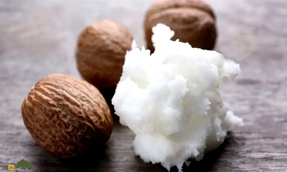 درخت روغن قلم؛ درختی که میوههای آن تا ۳۰۰ سال کره معروف تولید میکنند و برای مومیایی کردن اجساد در زمان مصر باستان استفاده میشد درخت روغن قلم