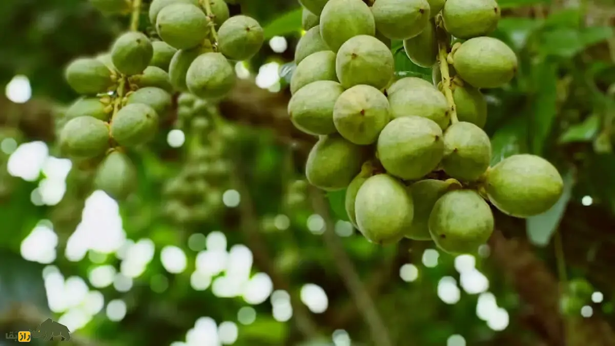 درخت روغن قلم؛ درختی که میوههای آن تا ۳۰۰ سال کره معروف تولید میکنند و برای مومیایی کردن اجساد در زمان مصر باستان استفاده میشد درخت روغن قلم
