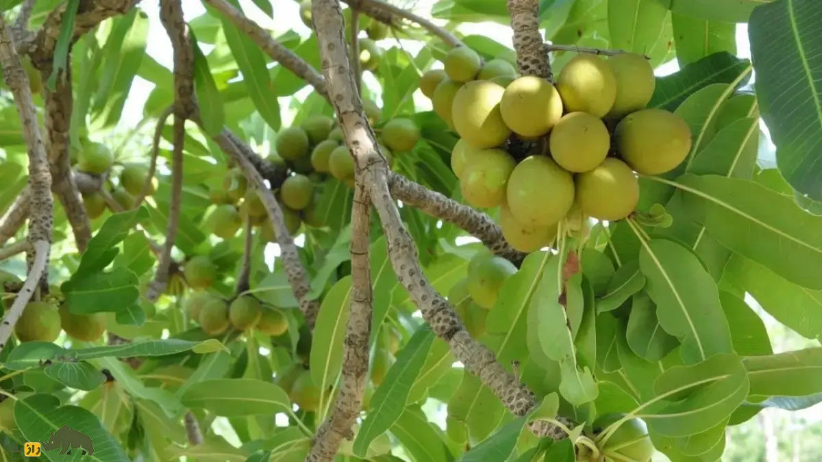 درخت روغن قلم؛ درختی که میوههای آن تا ۳۰۰ سال کره معروف تولید میکنند و برای مومیایی کردن اجساد در زمان مصر باستان استفاده میشد درخت روغن قلم