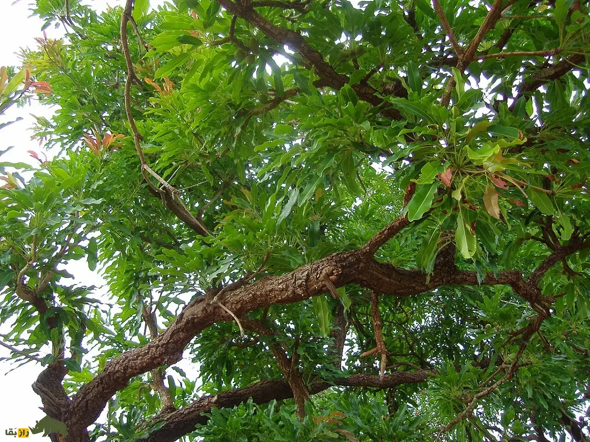 درخت روغن قلم؛ درختی که میوههای آن تا ۳۰۰ سال کره معروف تولید میکنند و برای مومیایی کردن اجساد در زمان مصر باستان استفاده میشد درخت روغن قلم