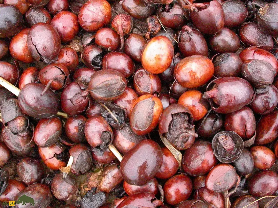درخت روغن قلم؛ درختی که میوههای آن تا ۳۰۰ سال کره معروف تولید میکنند و برای مومیایی کردن اجساد در زمان مصر باستان استفاده میشد درخت روغن قلم
