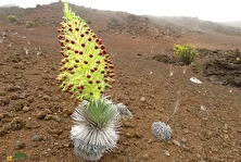 شمشیر نقره‌ای هالیکالا؛ گیاه معروف به «گل صبر» با ظاهری فرازمینی که بعد از ۵۰ سال گل می‌دهد و می‌میرد