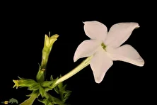 تنباکوی بال‌دار؛ گیاهی زینتی و معطر معروف به «تنباکوی ایرانی» که گل‌هایش شب‌ها باز می‌شود و بوی بسیار خوبی دارد