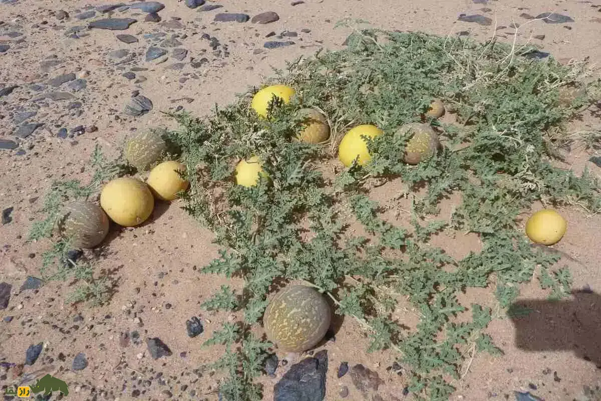 هندوانه ابوجهل و نخل ابوجهل؛ راز تلخی و ویژگیهای شگفتانگیز این گیاهان با نامی عجیب و ریشه در فرهنگ ایرانی هندوانه ابوجهل و نخل ابوجهل؛ راز تلخی و ویژگیهای شگفتانگیز این گیاهان با نامی عجیب و ریشه در فرهنگ ایرانی