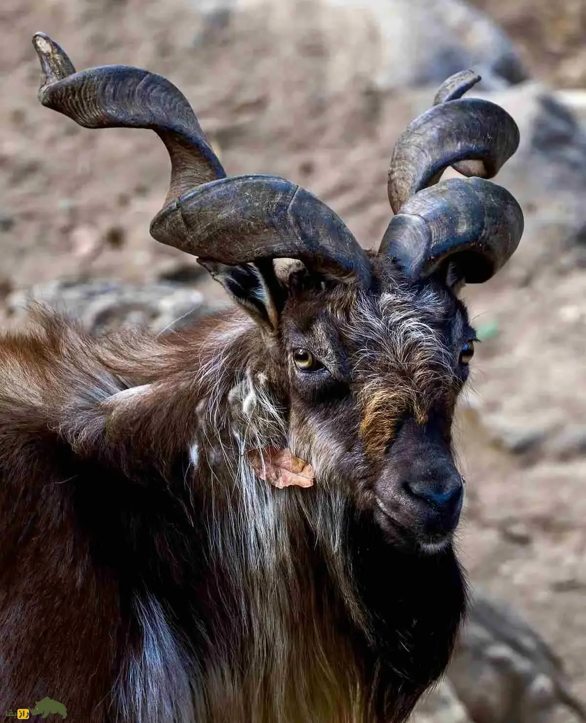 مارخور آستور؛ شاخهای منحصربهفرد و زندگی اجتماعی حیرتانگیز شاهزاده کوههای هیمالیا که زیبایی و تنوع زیستی شمال پاکستان و کشمیر را نشان میدهد مارخور آستور؛ شاخهای منحصربهفرد و زندگی اجتماعی حیرتانگیز شاهزاده کوههای هیمالیا که زیبایی و تنوع زیستی شمال پاکستان و کشمیر را نشان میدهد