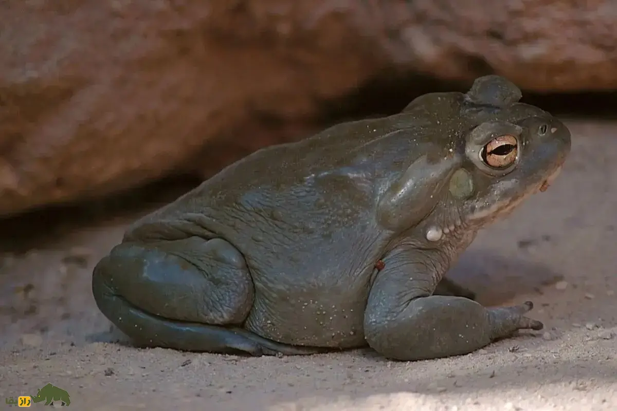 قورباغههای توهمزا؛ آیا با لیسیدن قورباغه میتوان نشئه شد؟ قورباغههای توهمزا؛ آیا با لیسیدن قورباغه میتوان نشئه شد؟