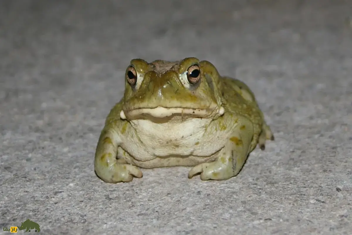 قورباغههای توهمزا؛ آیا با لیسیدن قورباغه میتوان نشئه شد؟ قورباغههای توهمزا؛ آیا با لیسیدن قورباغه میتوان نشئه شد؟