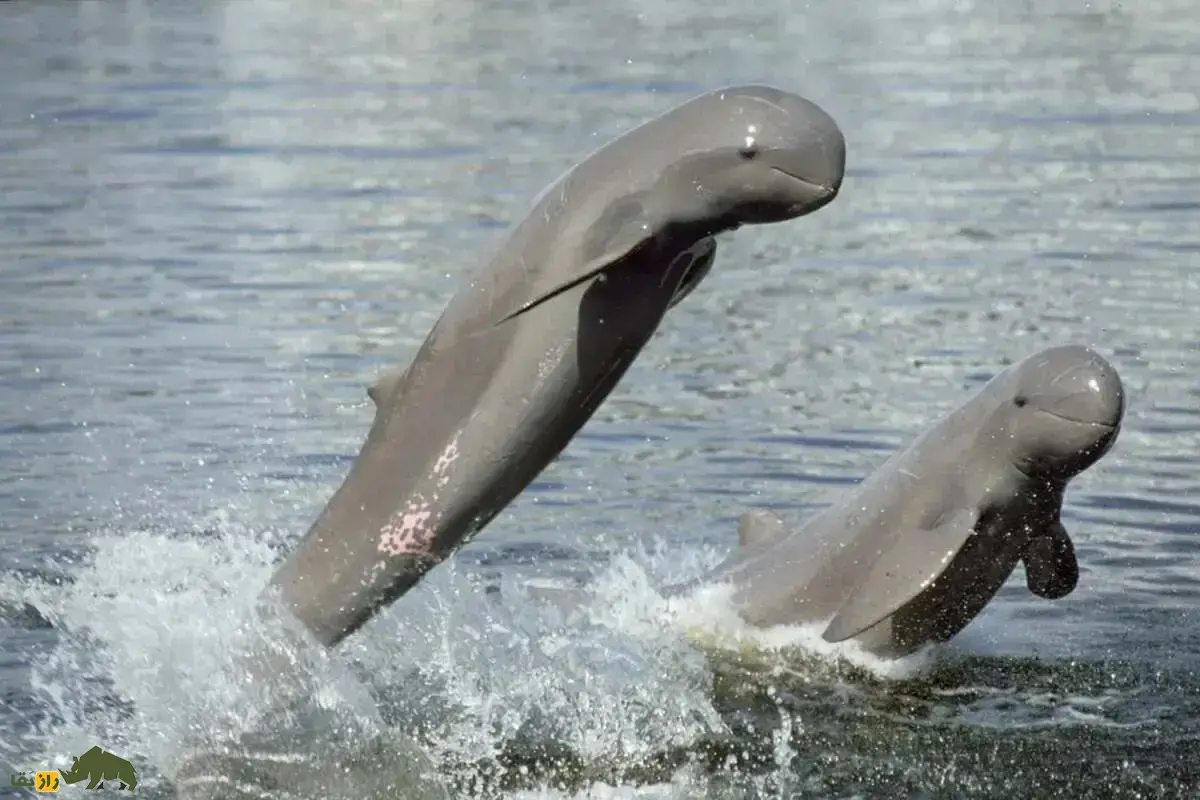 دلفین نهنگی پوزهکوتاه؛ کمیابترین دلفین جهان که شبیه نهنگ است و رفتارهایی مانند انسان دارد!