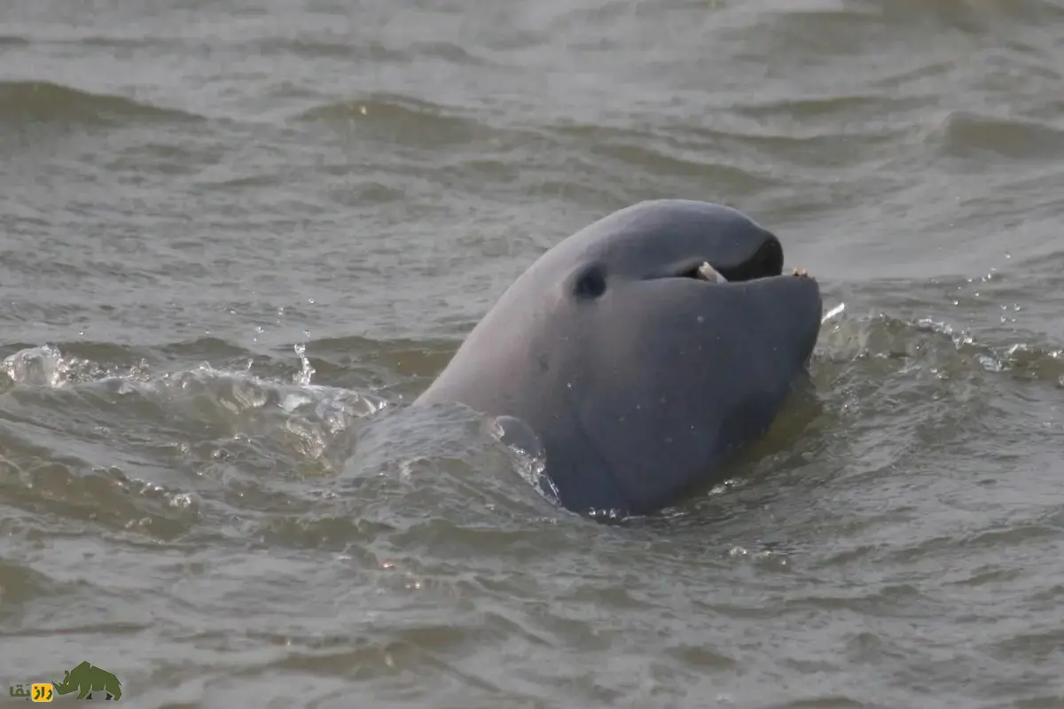 دلفین نهنگی پوزهکوتاه؛ دلفینی با پوزه کوتاه و هوش شگفتانگیز که در رودخانهها با همکاری انسانها شکار میکند دلفین نهنگی پوزهکوتاه؛ دلفینی با پوزه کوتاه و هوش شگفتانگیز که در رودخانهها با همکاری انسانها شکار میکند