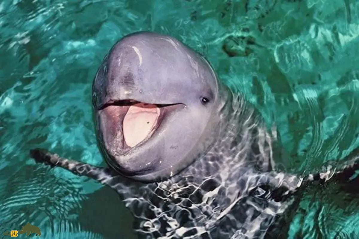 دلفین نهنگی پوزهکوتاه؛ دلفینی با پوزه کوتاه و هوش شگفتانگیز که در رودخانهها با همکاری انسانها شکار میکند دلفین نهنگی پوزهکوتاه؛ دلفینی با پوزه کوتاه و هوش شگفتانگیز که در رودخانهها با همکاری انسانها شکار میکند